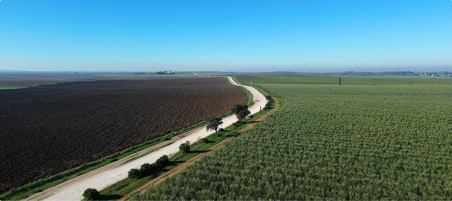 Agolives - Un gigante del sector aceitunero