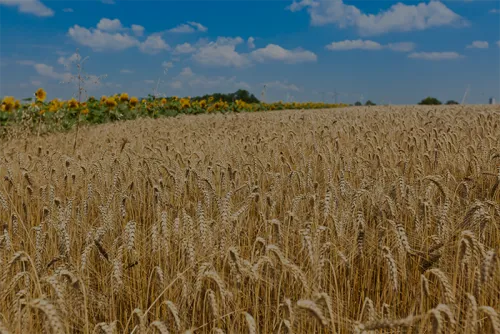 Challenges in the Supply Chain of the food industry and how to solve them.