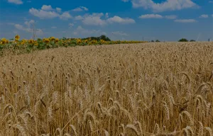 Challenges in the Supply Chain of the food industry and how to solve them.