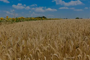 Challenges in the Supply Chain of the food industry and how to solve them.