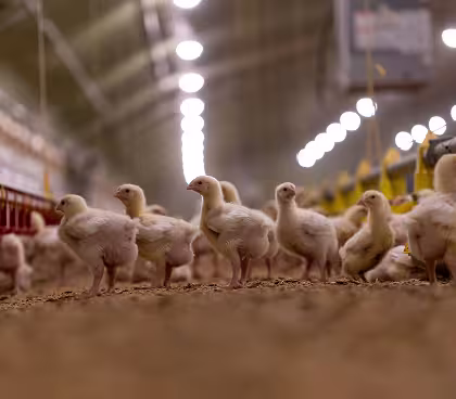 Difficulty coordinating multiple suppliers and delivery points